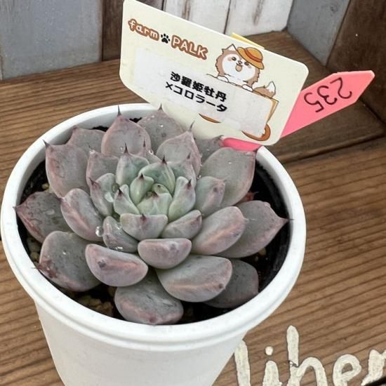 コロラータx沙羅姫牡丹 コロラータx沙羅姫牡丹 【公式通販】