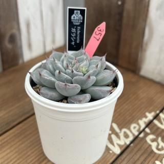 優木園 - 多肉植物 人気の多肉植物 多種類の多肉植物通販専門店