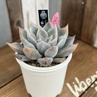 優木園 - 多肉植物 人気の多肉植物 多種類の多肉植物通販専門店 優木園 - 多肉植物 人気の多肉植物 多種類の多肉植物通販専門店
