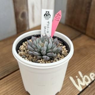 優木園 - 多肉植物 人気の多肉植物 多種類の多肉植物通販専門店 優木園 - 多肉植物 人気の多肉植物 多種類の多肉植物通販専門店