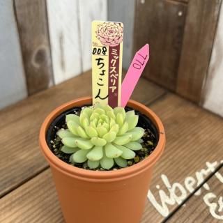 おらいさんで生産された多肉植物商品一覧ページ｜多肉植物通販