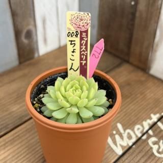 おらいさんで生産された多肉植物商品一覧ページ|多肉植物通販 おらいさんで生産された多肉植物商品一覧ページ|多肉植物通販