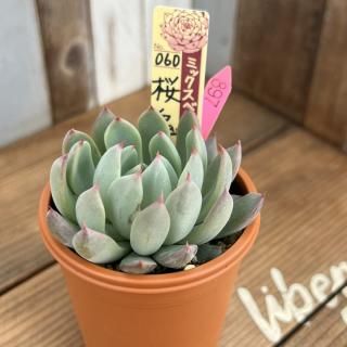 おらいさんで生産された多肉植物商品一覧ページ|多肉植物通販 おらいさんで生産された多肉植物商品一覧ページ|多肉植物通販