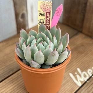 おらいさんで生産された多肉植物商品一覧ページ｜多肉植物通販