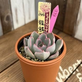 おらいさんで生産された多肉植物商品一覧ページ｜多肉植物通販