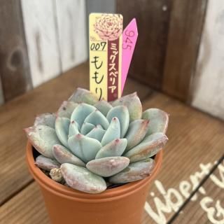 おらいさんで生産された多肉植物商品一覧ページ｜多肉植物通販