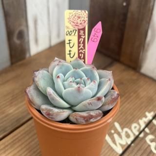 おらいさんで生産された多肉植物商品一覧ページ｜多肉植物通販