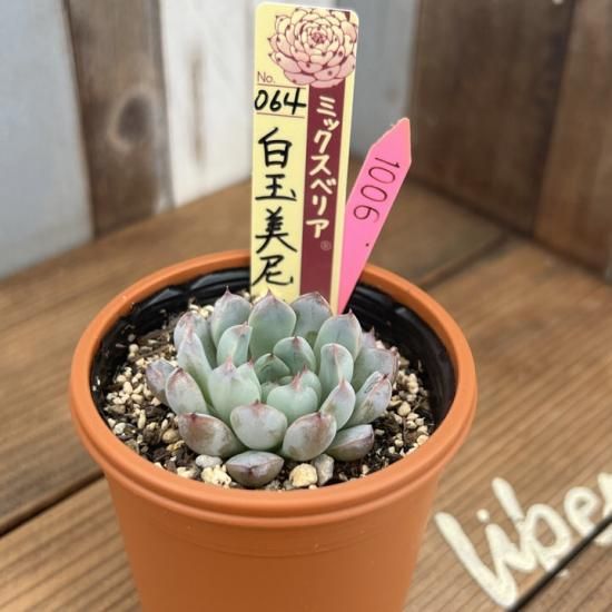 ミックスベリア 白玉美尼 現物商品 - 多肉植物 人気の多肉植物 ミックスベリア 白玉美尼 現物商品 - 多肉植物 人気の多肉植物