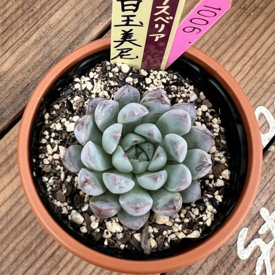 ミックスベリア 白玉美尼 現物商品 - 多肉植物 人気の多肉植物 ミックスベリア 白玉美尼 現物商品 - 多肉植物 人気の多肉植物