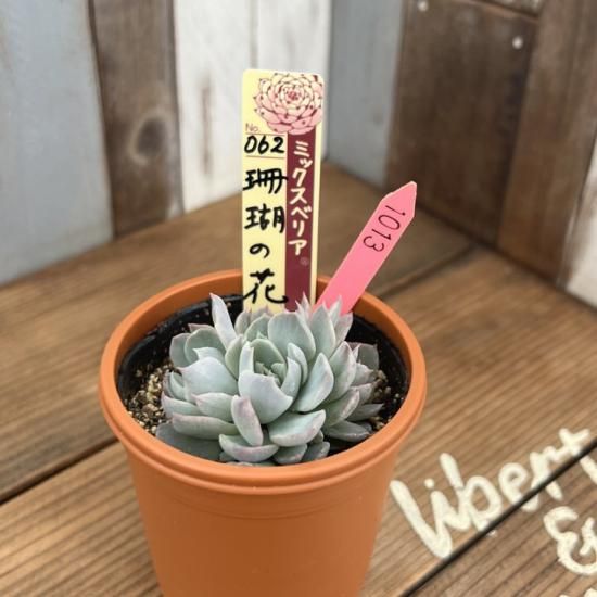 ミックスベリア 珊瑚の花 現物商品 - 多肉植物 人気の多肉植物