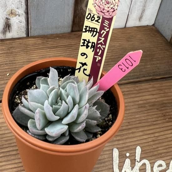 ミックスベリア 珊瑚の花 現物商品 - 多肉植物 人気の多肉植物
