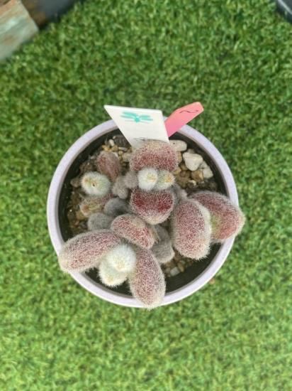 雪だるま 現物商品 - 多肉植物 人気の多肉植物 多種類の多肉植物通販