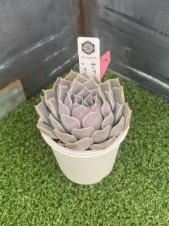 O's PLANTS - 多肉植物 人気の多肉植物 多種類の多肉植物通販 O's PLANTS - 多肉植物 人気の多肉植物 多種類の多肉植物通販