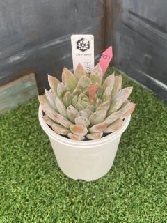O's PLANTS - 多肉植物 人気の多肉植物 多種類の多肉植物通販