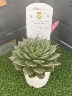 趣味家さん交配苗の多肉植物商品一覧ページ｜多肉植物通販専門店