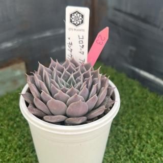 O's PLANTS - 多肉植物 人気の多肉植物 多種類の多肉植物通販 O's PLANTS - 多肉植物 人気の多肉植物 多種類の多肉植物通販
