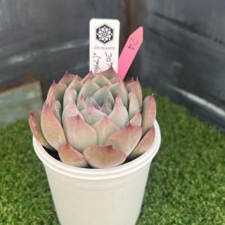 O's PLANTS - 多肉植物 人気の多肉植物 多種類の多肉植物通販 O's PLANTS - 多肉植物 人気の多肉植物 多種類の多肉植物通販