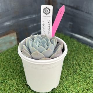 O's PLANTS - 多肉植物 人気の多肉植物 多種類の多肉植物通販 O's PLANTS - 多肉植物 人気の多肉植物 多種類の多肉植物通販