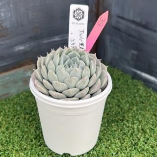 親株 超デカベリア 札付き✡️ラウリンゼ×青典牡丹✡️多肉 オーズさん O's (@os_plants_creation) • Instagram photos and videos