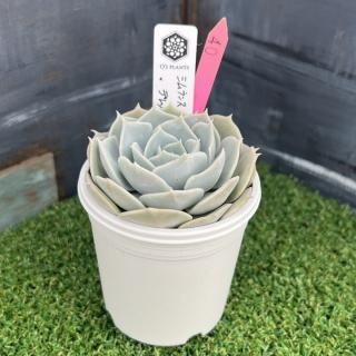 O's PLANTS - 多肉植物 人気の多肉植物 多種類の多肉植物通販専門店