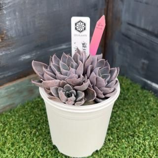 O's PLANTS - 多肉植物 人気の多肉植物 多種類の多肉植物通販専門店