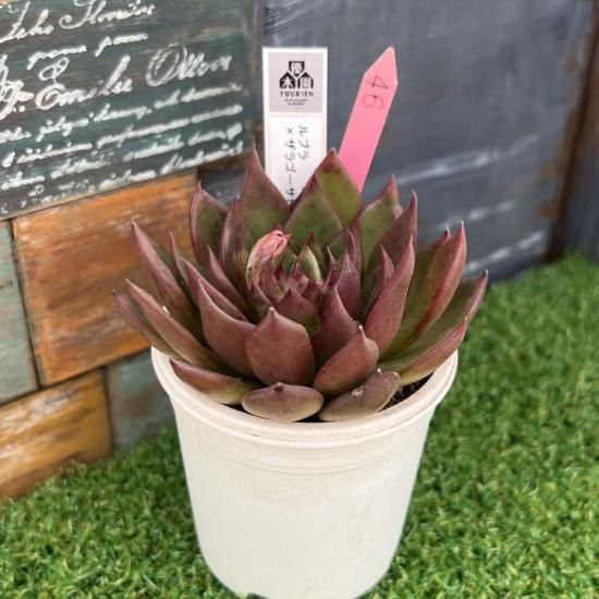 ルブラ×ザラゴーサSPノバ 現物商品 - 多肉植物 人気の多肉植物