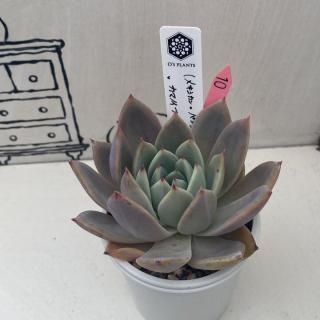 O's PLANTS - 多肉植物 人気の多肉植物 多種類の多肉植物通販 O's PLANTS - 多肉植物 人気の多肉植物 多種類の多肉植物通販