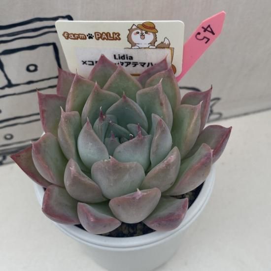 コロラータアテマハック×コロラータタパルパ 現物商品 - 多肉