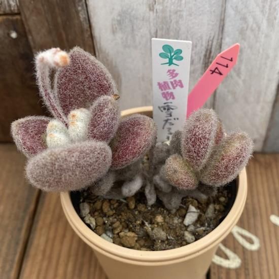 カランコエ 雪だるま - 多肉植物 人気の多肉植物 多種類の多肉
