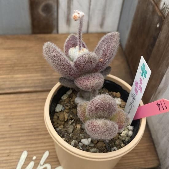 カランコエ 雪だるま - 多肉植物 人気の多肉植物 多種類の多肉植物通販