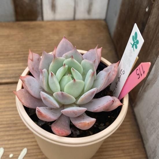 エケベリア ピーチモンド - 多肉植物 人気の多肉植物 多種類の