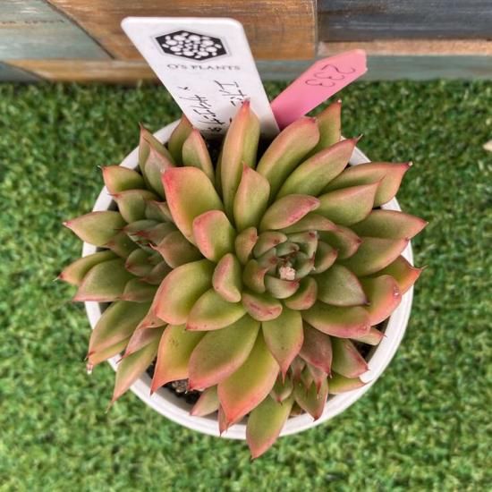 エボニー×ザラゴーサspノバ 現物商品 - 多肉植物 人気の多肉植物 エボニー×ザラゴーサspノバ 現物商品 - 多肉植物 人気の多肉植物