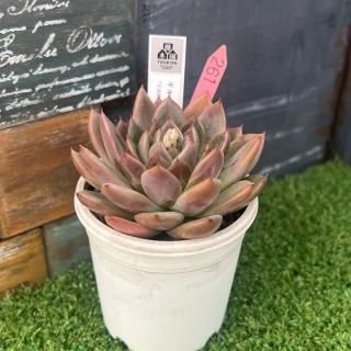 優木園 - 多肉植物 人気の多肉植物 多種類の多肉植物通販専門店
