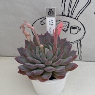 売約済✨No.34 多肉植物 抜き苗 遠雷　優木園札付き 遠雷 優木園 多肉植物 - メルカリ