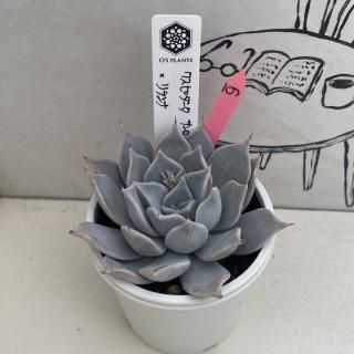 商品検索 - 多肉植物 人気の多肉植物 多種類の多肉植物通販専門 商品検索 - 多肉植物 人気の多肉植物 多種類の多肉植物通販専門