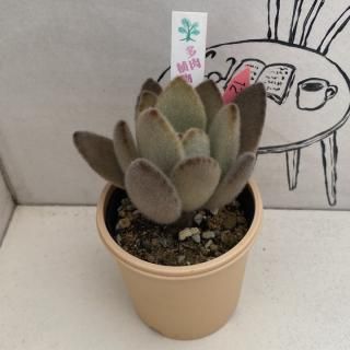 商品検索 - 多肉植物 人気の多肉植物 多種類の多肉植物通販専門 商品検索 - 多肉植物 人気の多肉植物 多種類の多肉植物通販専門