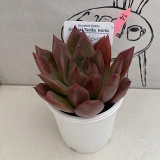 商品検索 - 多肉植物 人気の多肉植物 多種類の多肉植物通販専門 商品検索 - 多肉植物 人気の多肉植物 多種類の多肉植物通販専門