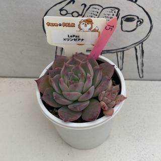 商品検索 - 多肉植物 人気の多肉植物 多種類の多肉植物通販専門 商品検索 - 多肉植物 人気の多肉植物 多種類の多肉植物通販専門