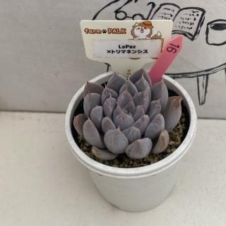 商品検索 - 多肉植物 人気の多肉植物 多種類の多肉植物通販専門 商品検索 - 多肉植物 人気の多肉植物 多種類の多肉植物通販専門