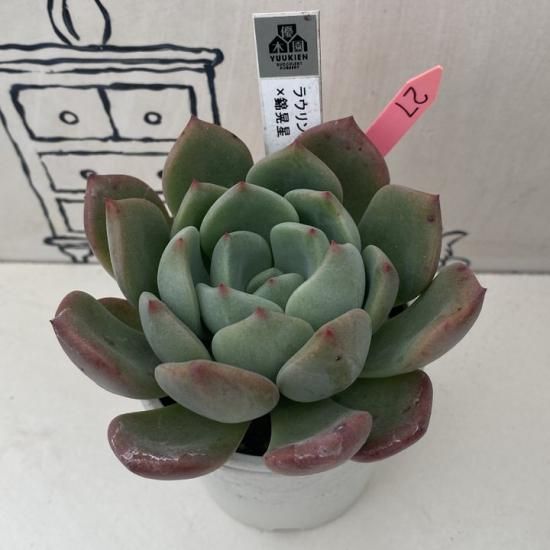 ラウリンゼ×錦晃星 現物商品 - 多肉植物 人気の多肉植物 多種類