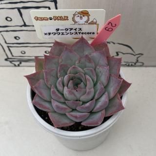 商品検索 - 多肉植物 人気の多肉植物 多種類の多肉植物通販専門
