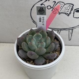 優木園 - 多肉植物 人気の多肉植物 多種類の多肉植物通販専門店