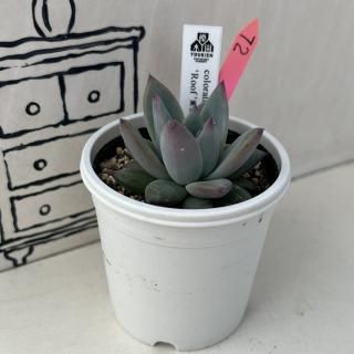 colorata 'Roof'    ʪ