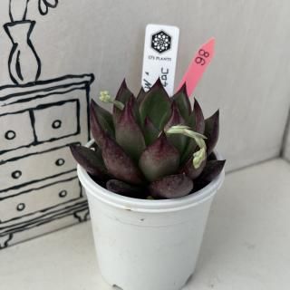O's PLANTS - 多肉植物 人気の多肉植物 多種類の多肉植物通販