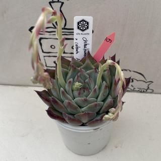 O's PLANTS - 多肉植物 人気の多肉植物 多種類の多肉植物通販