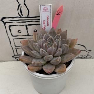 リバスタChoice!!の多肉植物商品一覧ページ|多肉植物通販専門店 リバスタChoice!!の多肉植物商品一覧ページ|多肉植物通販専門店