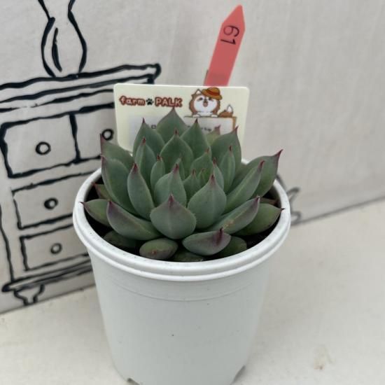 コロラータアテマハック×セトーサ 現物商品 - 多肉植物 人気の コロラータアテマハック×セトーサ 現物商品 - 多肉植物 人気の