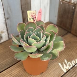 おらいさんで生産された多肉植物商品一覧ページ｜多肉植物通販