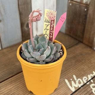 おらいさんで生産された多肉植物商品一覧ページ｜多肉植物通販