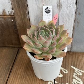 O's PLANTS - 多肉植物 人気の多肉植物 多種類の多肉植物通販